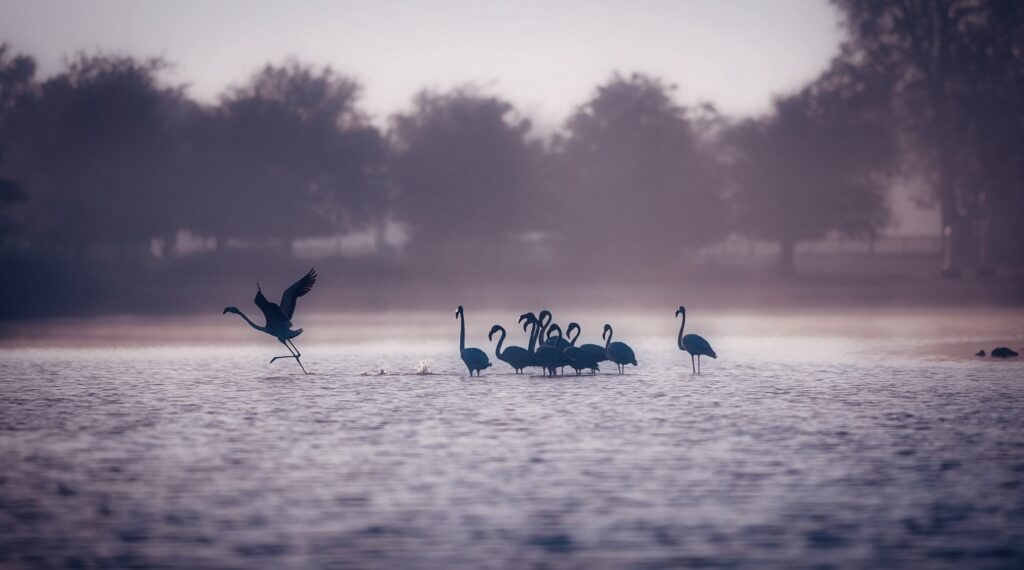 vue-swan