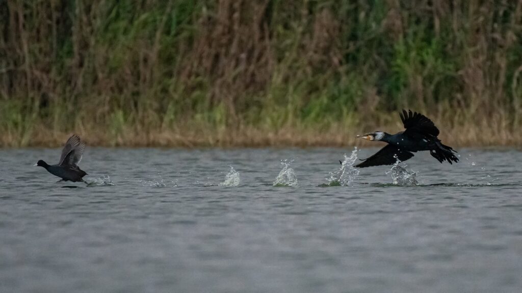 vue_birding